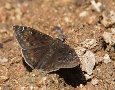 Wild Indigo Duskywing