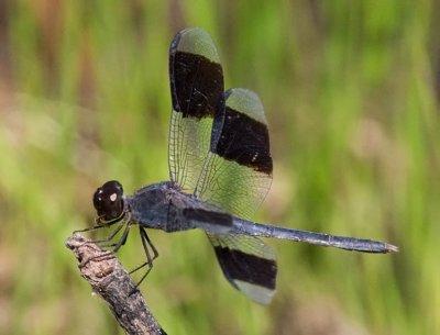 Band-winged Dragonlet