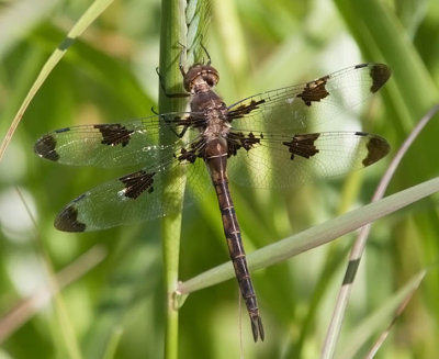 Prince Baskettail