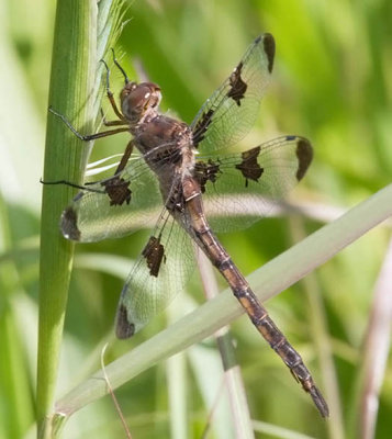 Prince Baskettail