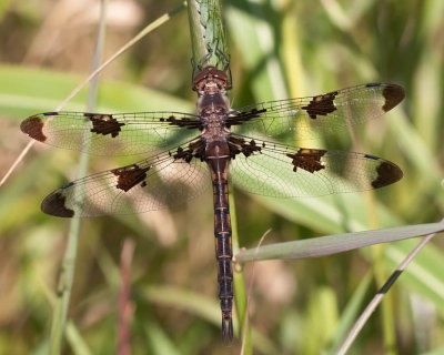 Prince Baskettail