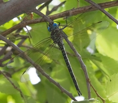Swamp Darner