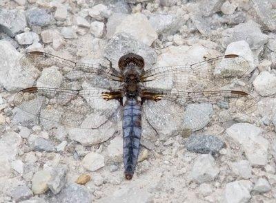 Blue Corporal
