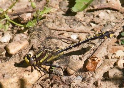 Ozark Clubtail