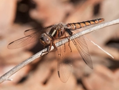 Blue Corporal