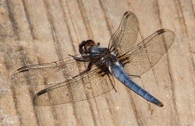 Blue Corporal