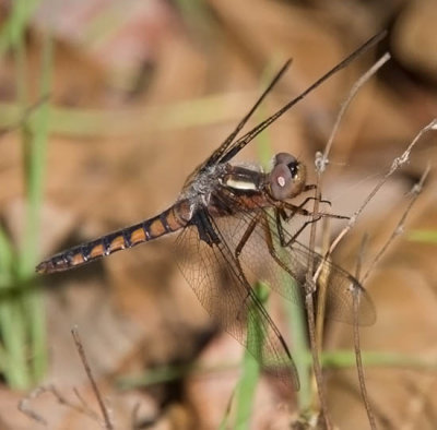 Blue Corporal