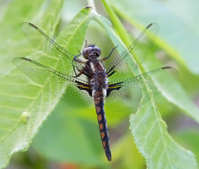 Blue Corporal