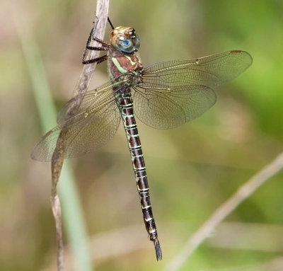 Swamp Darner