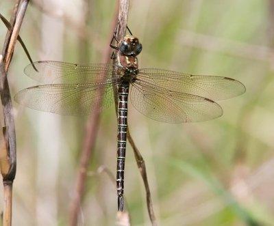 Swamp Darner