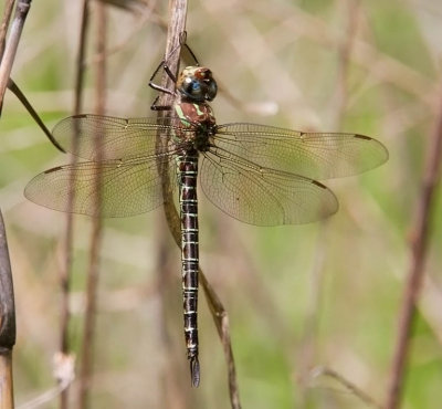 Swamp Darner