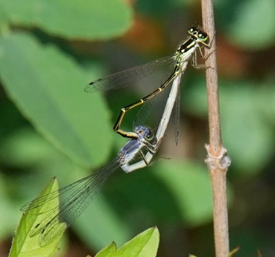 Fragle Forktail