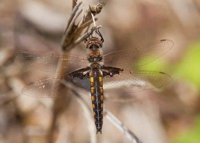 Mantled Baskettail