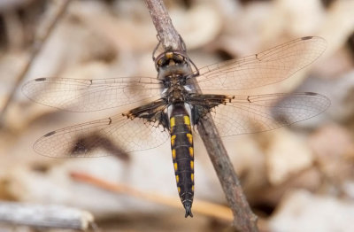 Mantled Baskettail