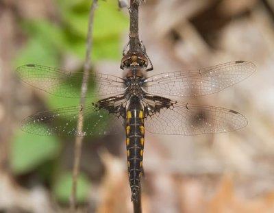 Mantled Baskettail