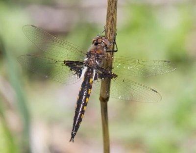 Mantled Baskettail