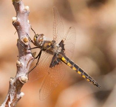 Mantled Baskettail