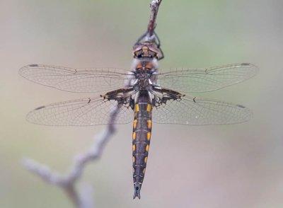 Mantled Baskettail