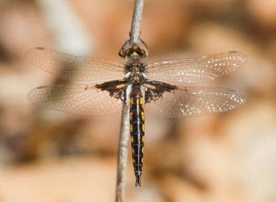 Mantled Baskettail
