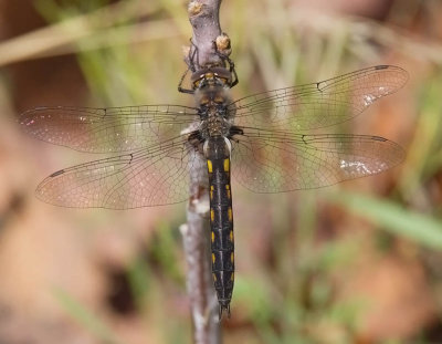 Common Baskettail