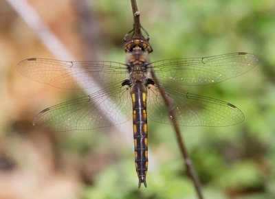 Common Baskettail