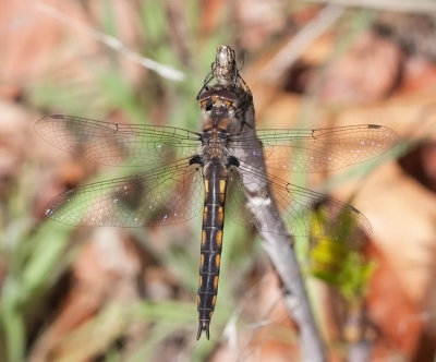 Common Baskettail