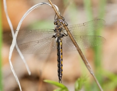 Common Baskettail