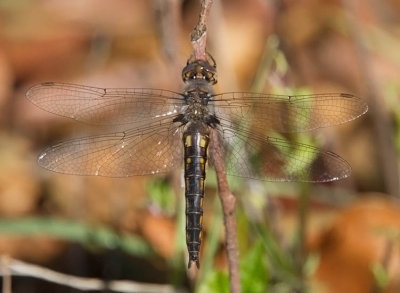 Common Baskettail