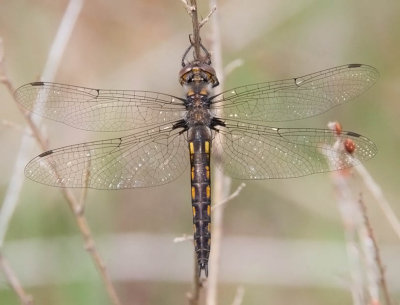 Common Baskettail