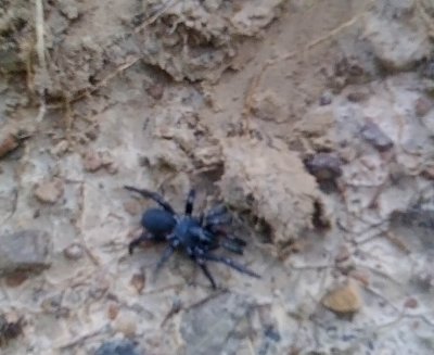 Tarantula