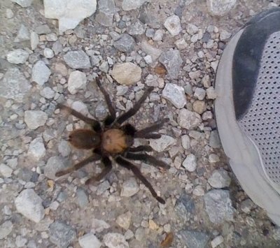 Tarantula