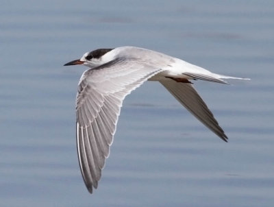 Common Tern