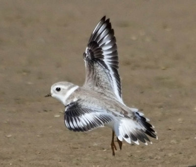 Piping Plover