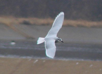 Little Gull