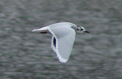 Little Gull