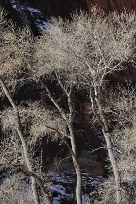 Trees at the beginning of Riverside Walk