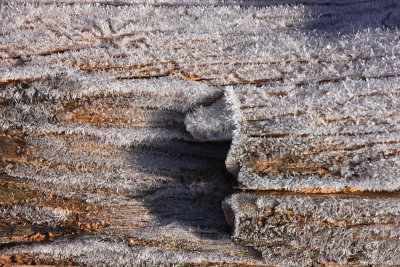 Frozen tree trunk