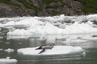 Tracy Arm Fjord