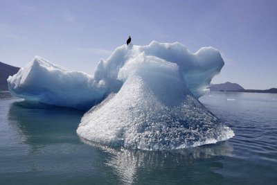 Tracy Arm Fjord, iceberg and eagle