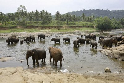 Elephant orphanage