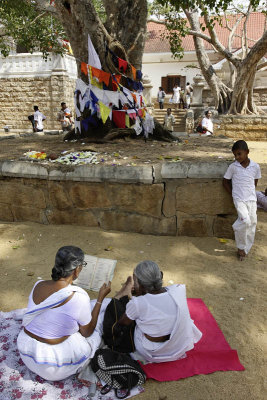 Anuradhapura, Sri Maha Bodhi