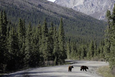 Denali National Park