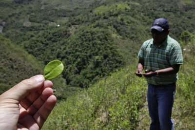 Coroico, coca plantation