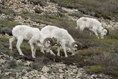 Denali National Park