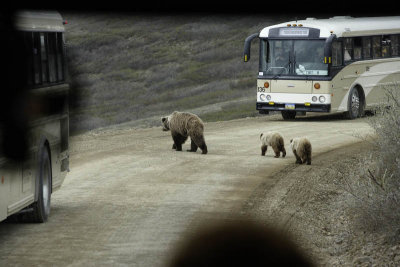 Denali National Park