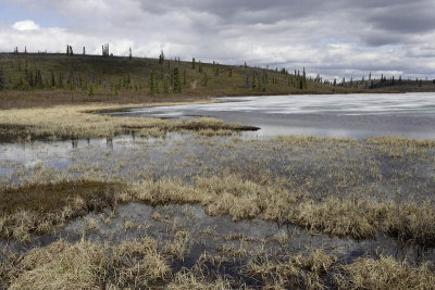 Near Matanuska Glacier