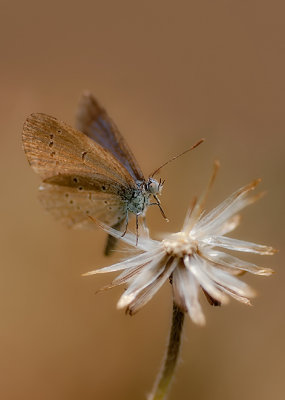 Lesser Grass Blue