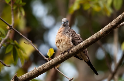 Zebra Dove