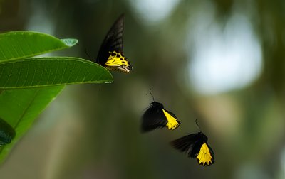 Common Birdwings