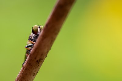 Robberfly